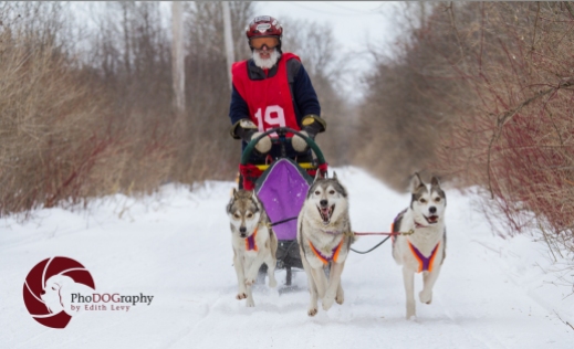 Cannington Dog Sled Races, Ontario, snow dogs, siberian husky, dogs, races, Toronto Pet Photographer, pet photography