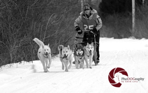 Cannington Dog Sled Races, Ontario, snow dogs, siberian husky, dogs, races, Toronto Pet Photographer, pet photography