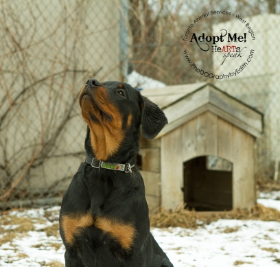toronto Animal Services West Region, dog, shelter, rescue, adoption, HeARTs Speak, Toronto Pet Photographer, Rottweiler
