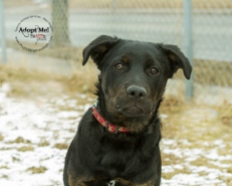 Toronto Animal Services West Region, dog, shelter, rescue, adoption, HeARTs Speak, Toronto Pet Photographer Pet Photographer, Rottweiler