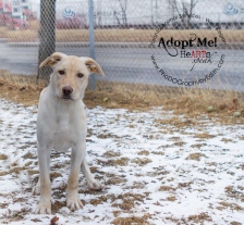 toronto Animal Services West Region, dog, shelter, rescue, adoption, HeARTs Speak, Toronto Pet Photographer Pet Photographer, Collie Sheppard