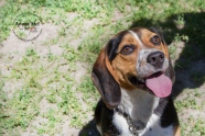 Toronto Animal Services, West REgion, rescue, shelter, Beagle, dog