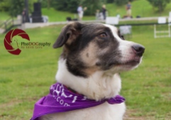 Paws in the Park, 2014, Toronto, Toronto Humane Society, park, fundraiser
