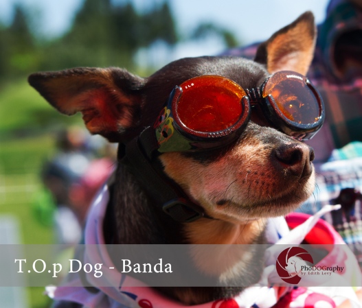 Paws in the Park, T.O.p Dogs, Toronto, Chihuahua, googles, dog with googles