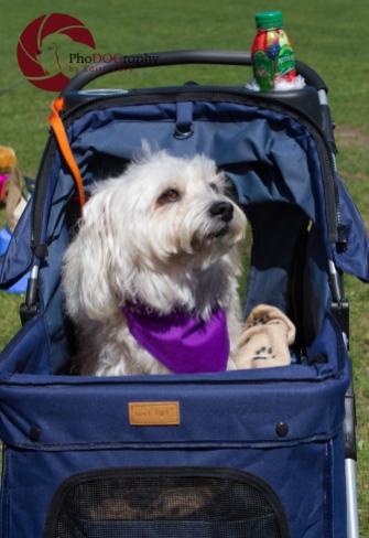 Paws in the Park, 2014, Toronto, Toronto Humane Society, park, fundraiser