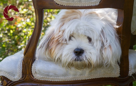 Lhasa Apso, dog, puppy, fall, park, Toronto Pet Photographer, Pet Photography