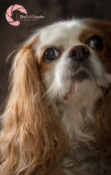 Cavalier King Charles Spaniel, Toronto Pet Photographer, studio, portrait, dog, pet photography, CKCS