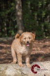 Mini Goldendoodle, Doodle, golden retriever, Poodle, puppy, Toronto Pet Photographer, Thornhill Pet Photographer, Vaughan Pet Photographer, Ontario Pet Photographer