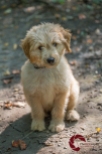 Mini Goldendoodle, Doodle, golden retriever, Poodle, puppy, Toronto Pet Photographer, Thornhill Pet Photographer, Vaughan Pet Photographer, Ontario Pet Photographer